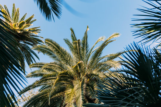 Green palm trees on blue sky background in parc de la Ciutadella, Barcelona, Spain