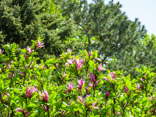 Lot of large pink flowers and buds Magnolia Susan (Magnolia liliiflora x Magnolia stellata) with young green leaves on the blurred garden. Selective focus. Nature concept for spring design