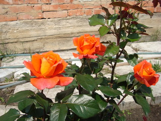 A variety of flowers in the garden.