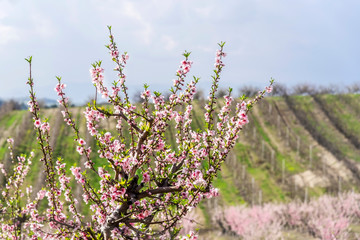 Spring-blooming tree in front of the nectar tree`s filed, outdoor, close up