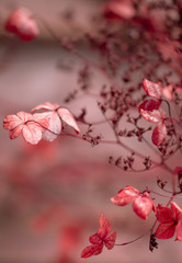Verblühte Hortensien - Schönheit der Vergänglichkeit - Trauerkarte