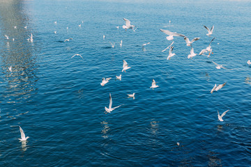 white seagulls flying over tranquil blue sea, barcelona, spain