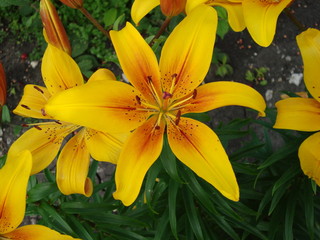 Fototapeta premium Hybrid lilies in the garden.