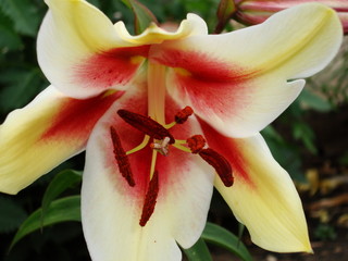 Hybrid lilies in the garden.