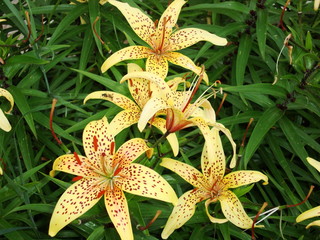 Hybrid lilies in the garden.