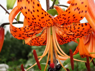 Hybrid lilies in the garden.