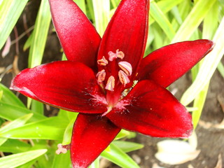 Hybrid lilies in the garden.