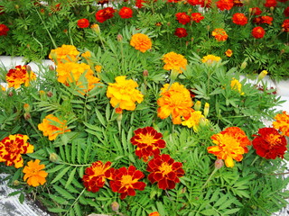 A variety of flowers in the garden. in the garden.