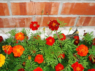 A variety of flowers in the garden. in the garden.
