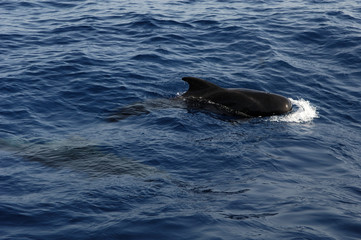 Fototapeta premium image of a whale