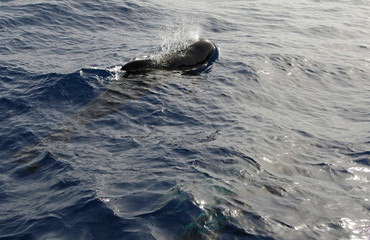 Obraz premium image of a whale