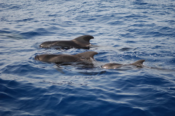 Fototapeta premium image of a whale