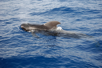 Fototapeta premium image of a whale