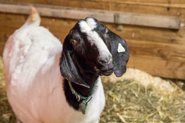 Spotted Boer Goat with Lop Ears