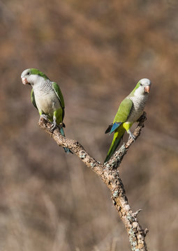 Parakeet,feeding on wild fruits, La Pampa, Patagonia, Argentina