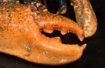 a fresh lobster