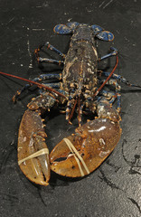 image of a fresh lobster