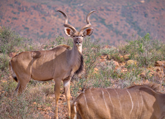 Lateral portrait of a male greater Kudu (Tragelaphus strepsiceros) in dry arid Karoo landscape in South Africa