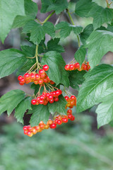Viburnum bush blooms and gives berries in the sun in the summer in the spring in the autumn