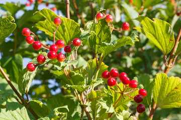 Viburnum bush blooms and gives berries in the sun in the summer in the spring in the autumn