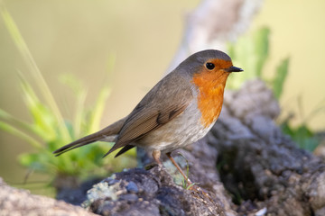 Robin standing on a branch
