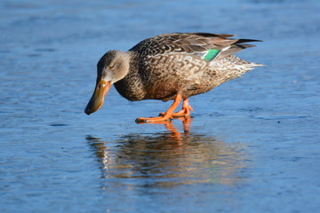 Löffelente (Anas clypeata) - Weibchen 