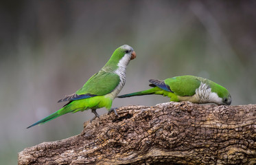 Parakeet,feeding on wild fruits, La Pampa, Patagonia, Argentina