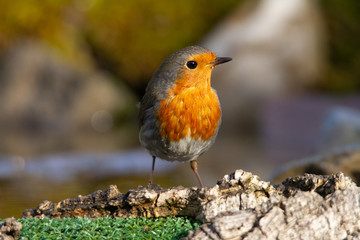 Robin standing on a branch