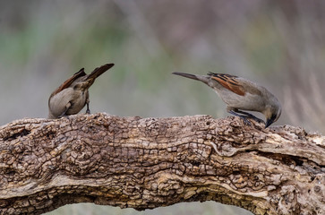 Bay winged Cowbird