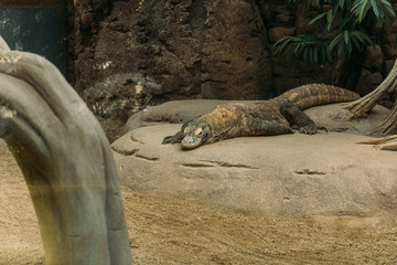 varan lizard lying on stone in zoo, barcelona, spain