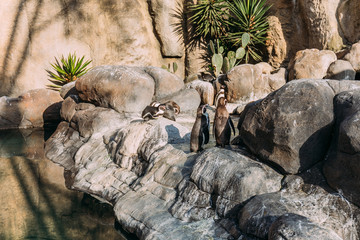 Pinguins on rocks on sunlight in zoological park, Barcelona, Spain