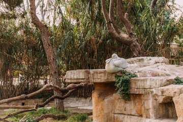 pelican sitting on stone in zoological park, barcelona, spain