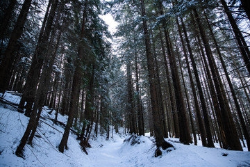 Naklejka premium A dense coniferous forest in the area of Zakopane in Poland leading to the mountain ridge