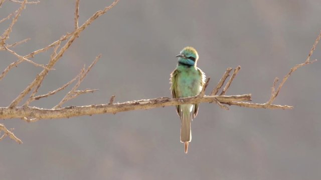 Namaqua dove in Jordan river Israel