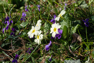 Primevères et violettes