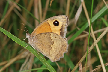 22.08.2018 ES, La Palma, Camino de la Cumbre Groáes Ochsenauge Maniola jurtina (LINNAEUS, 1758)