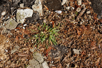 Green grass, dry brown leaves and old cracked stones, natural  background close up top view