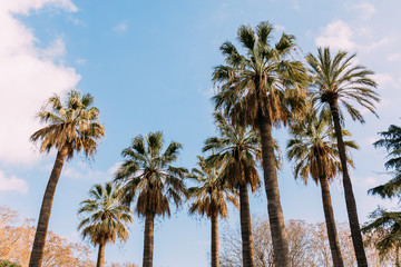 Tall straight palm trees on blue sky background, Barcelona, Spain