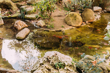 pond surrounded by green plants in zoological park, barcelona, spain