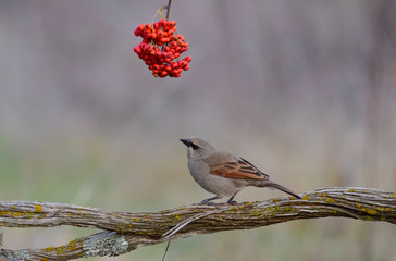Bay winged Cowbird