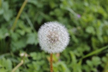 Diente de le&oacute;n en macro