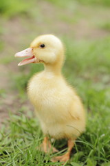 newborn fluffy duck baby 