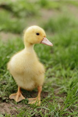 newborn fluffy duck baby 