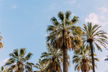 Fototapeta na wymiar Lush palm trees on blue sky background, Barcelona, Spain
