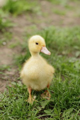 newborn fluffy duck baby 