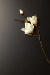 a magnolia flowers on a black background