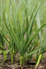 new green sprout of garlic, spring greens 
