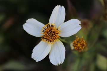 Obraz premium Margarita en primer plano