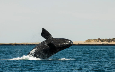 Whale jumping in Peninsula Valdes,, Patagonia, Argentina