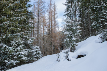 A dense coniferous forest in the area of Zakopane in Poland leading to the mountain ridge